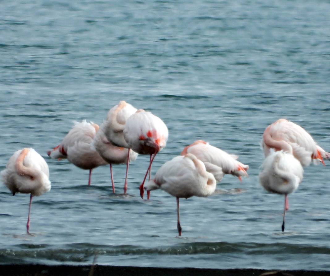 “Flamingolar bu yıl geç geldiler ama çok geldiler” 2